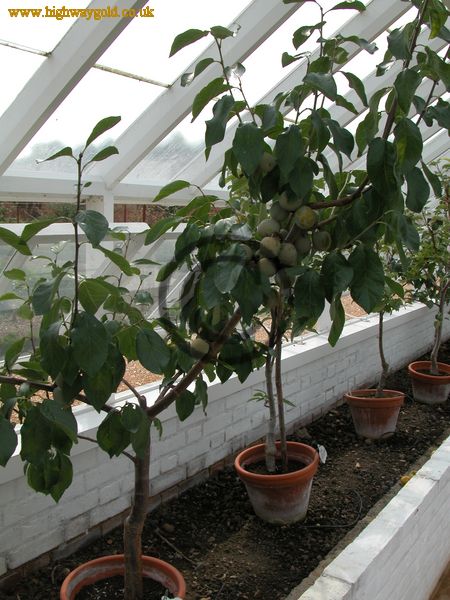 Organic Kitchen Garden