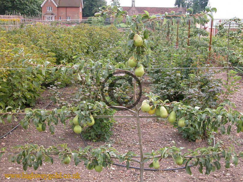  Pear Dr Jules Guyot