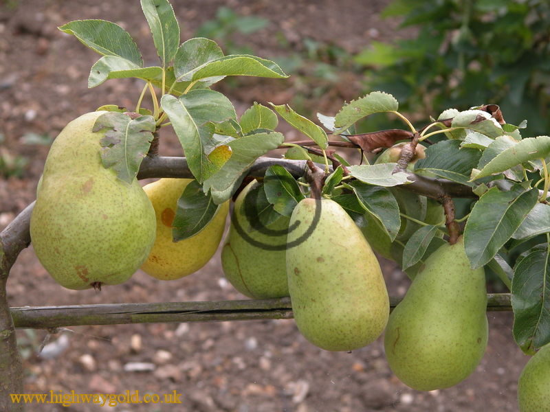  Pear Dr Jules Guyot