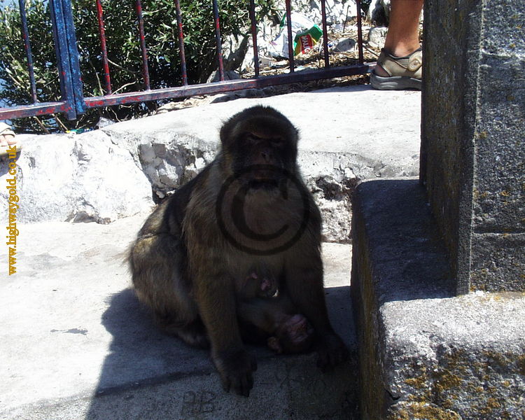 Barbary Apes