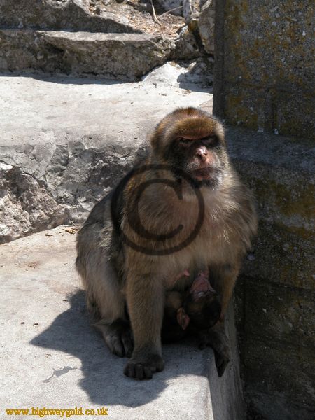 Barbary Apes