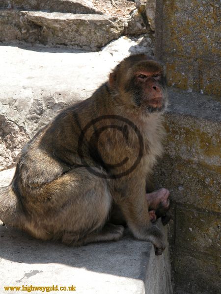 Barbary Apes