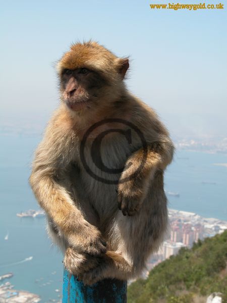 Barbary Apes