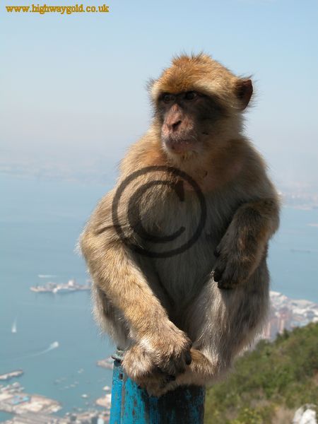 Barbary Apes