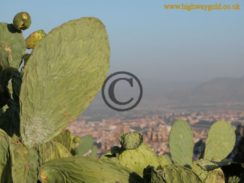 Cacti on the hills above Granada