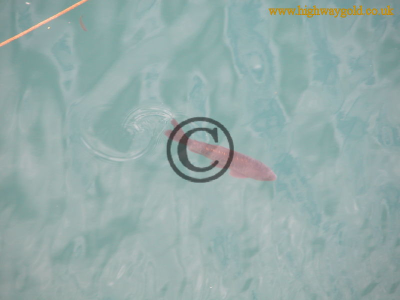 Carp in the Reservoir