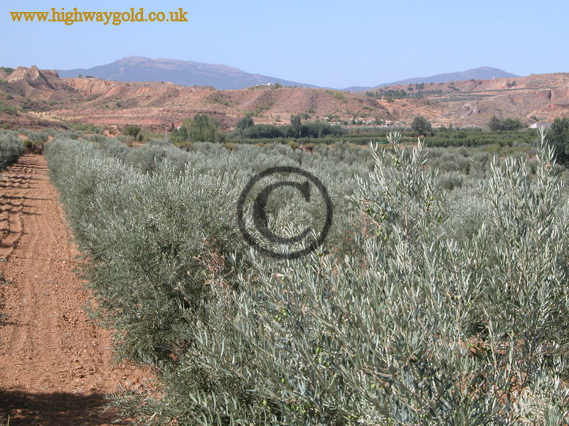 Olive Trees