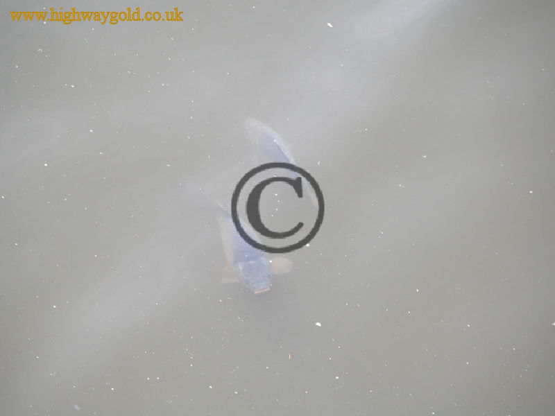 Carp in the River Vltava