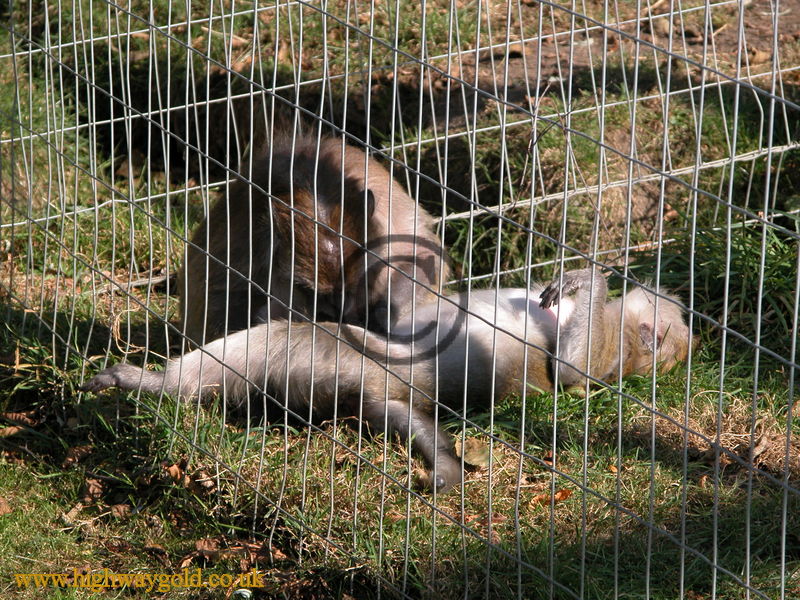 Crab-Eating Macaque