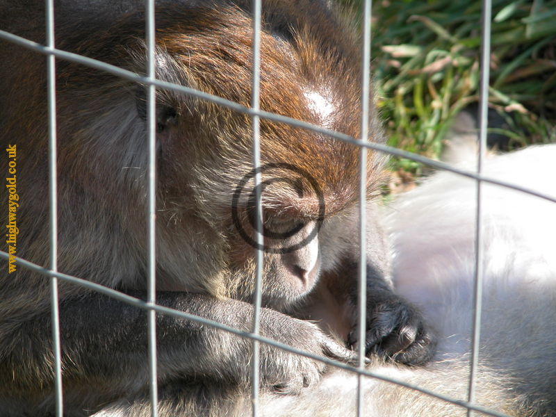 Macaca fascicularis