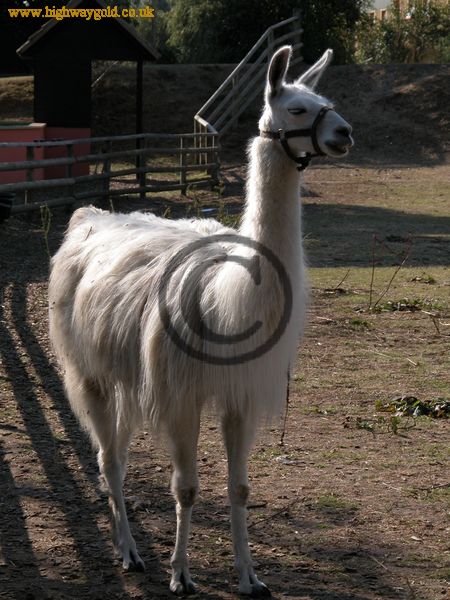 Lama glama