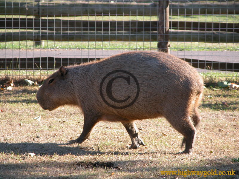 The Largest Living Rodent