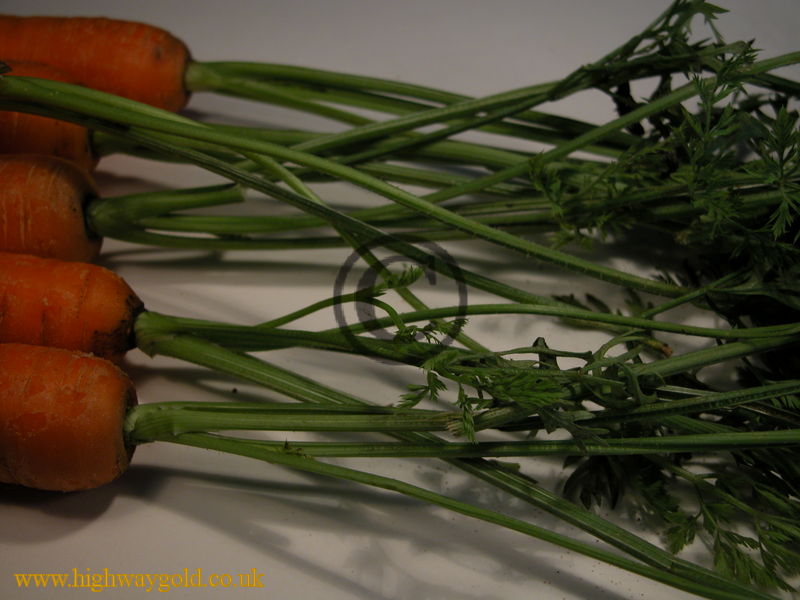 Carrot Tops