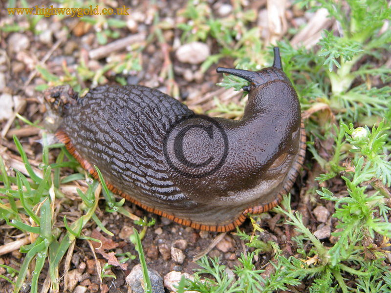 European Black Slug
