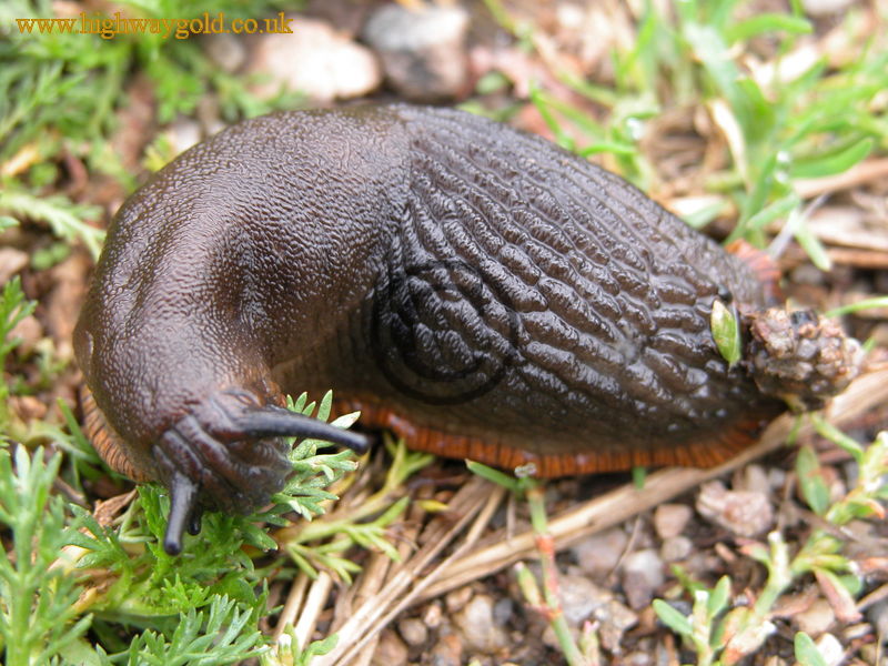 European Black Slug