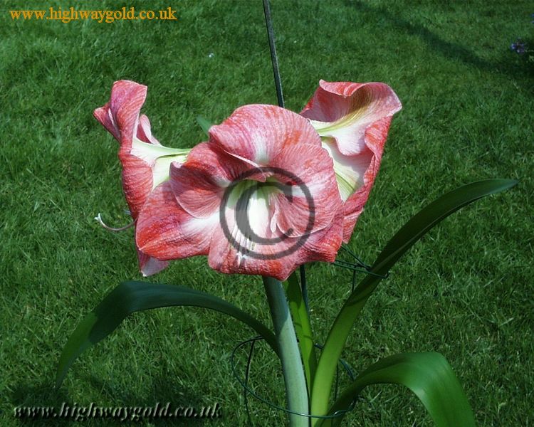Hippeastrum