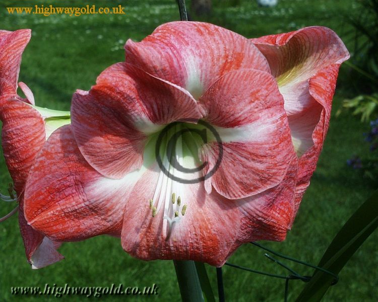 Hippeastrum