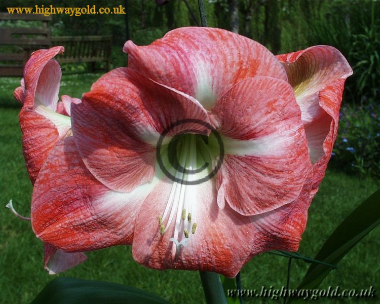 Hippeastrum