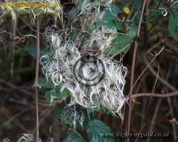 Old Man's Beard