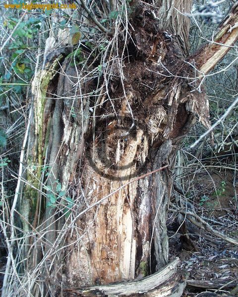 Rotten Tree Stump