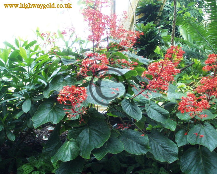 Clerodendrum speciosissimum