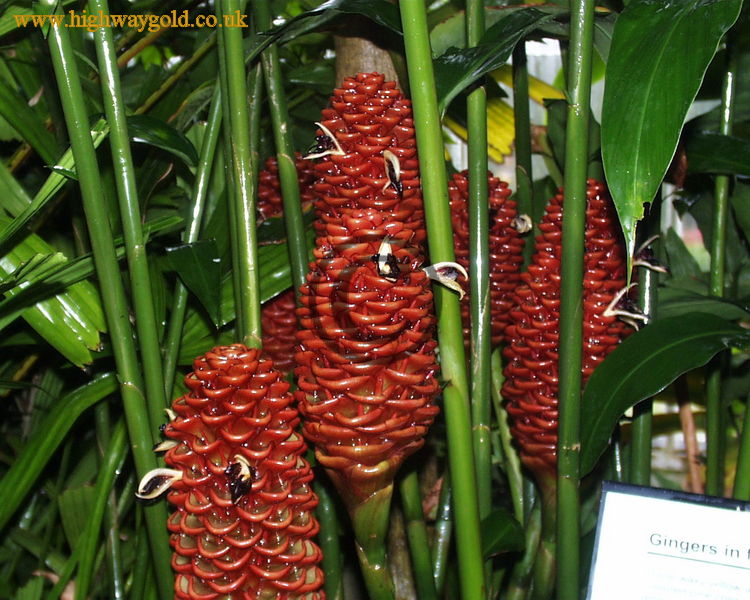 Zingiber spectabilis