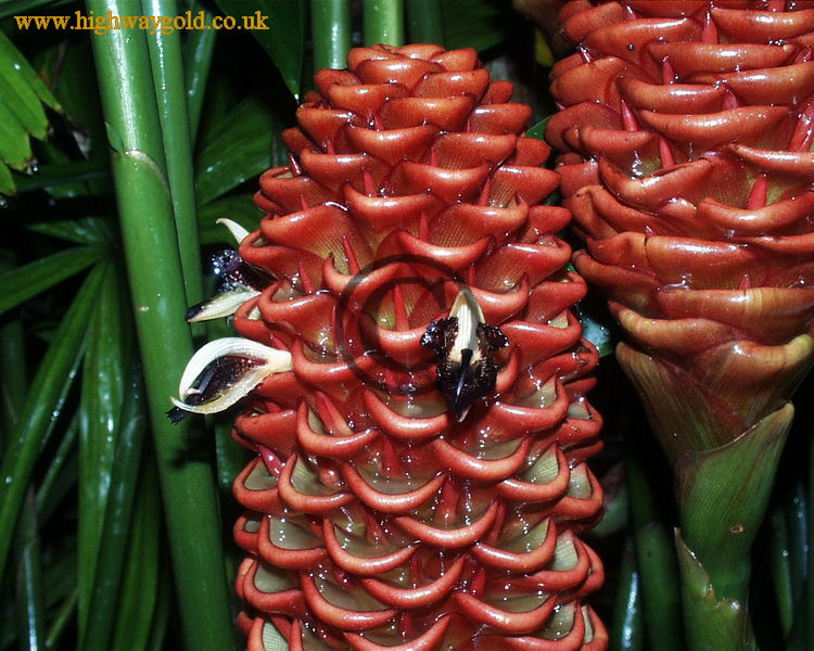 Zingiber spectabilis