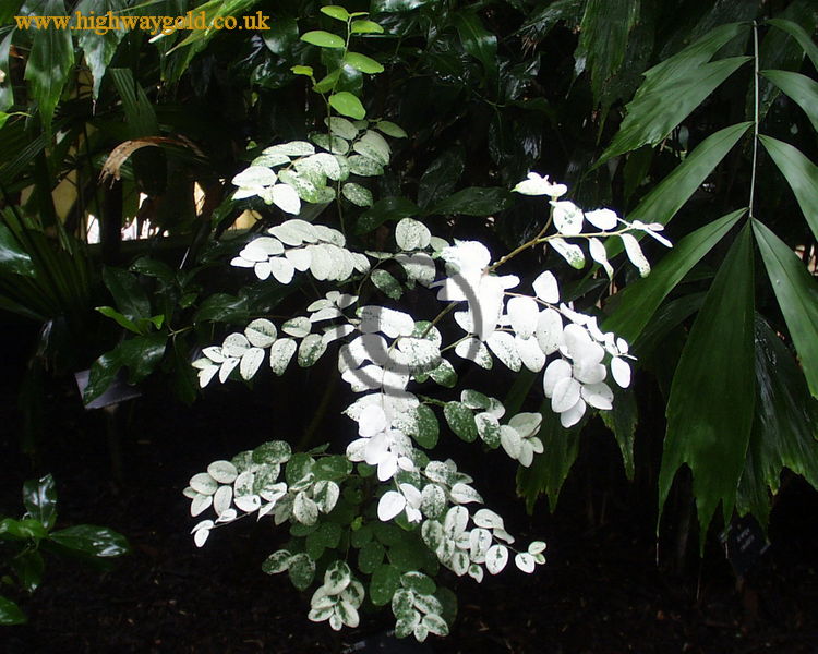 Breynia disticha f. nivosa