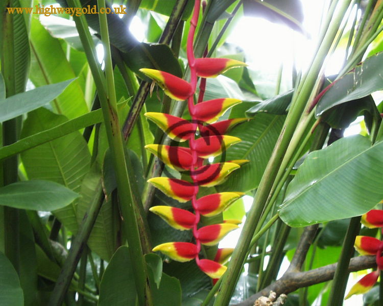 Heliconia rostrata