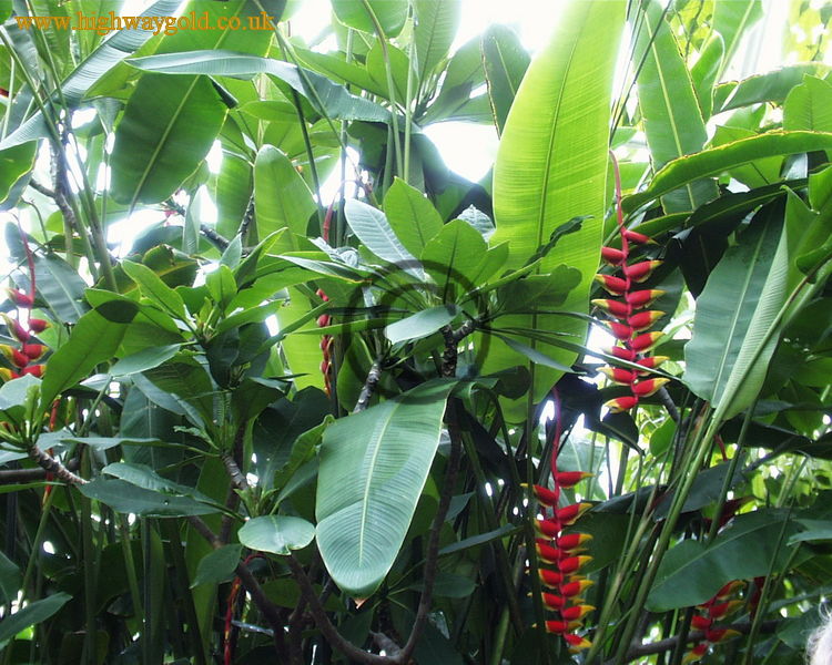 Heliconia rostrata