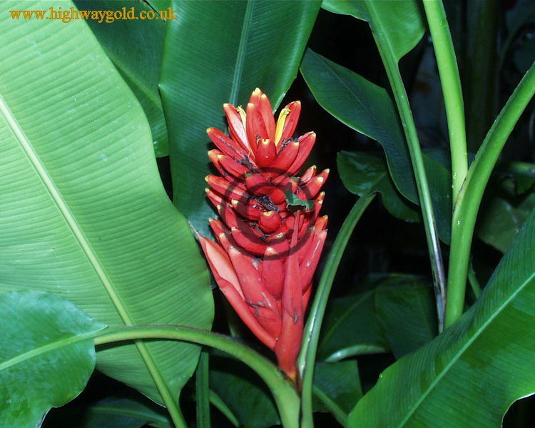 Musa coccinea