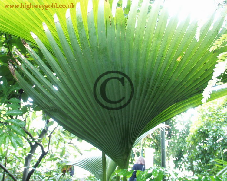 Lodoicea maldivica