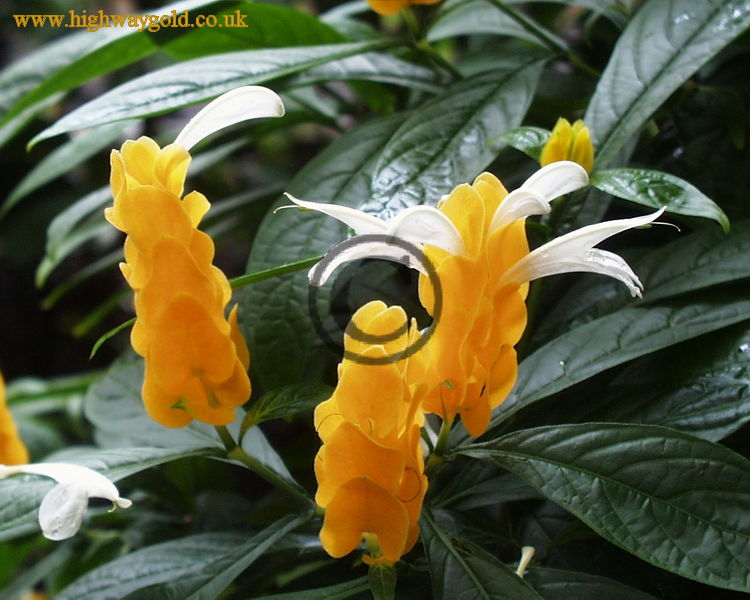 Pachystachys lutea