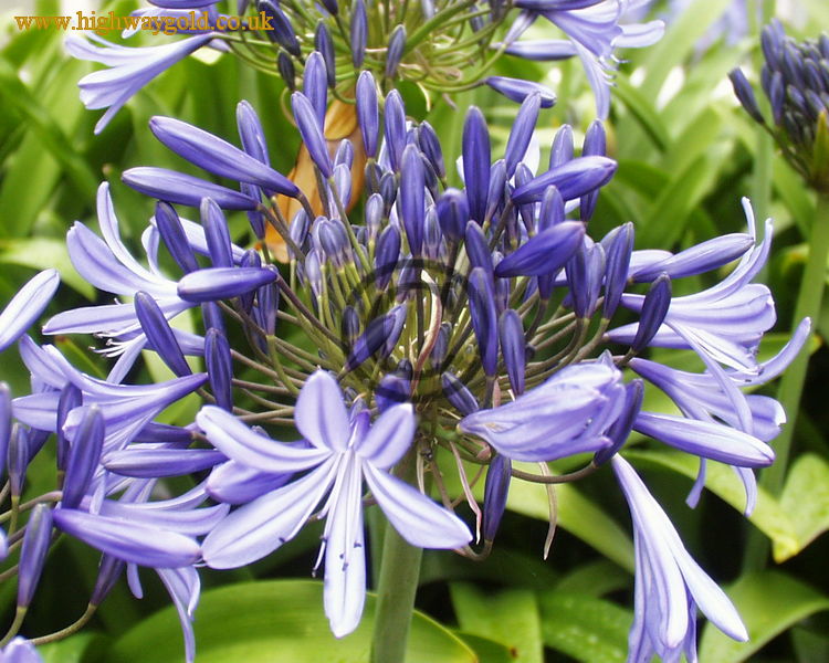 Agapanthus praecox spp praecox