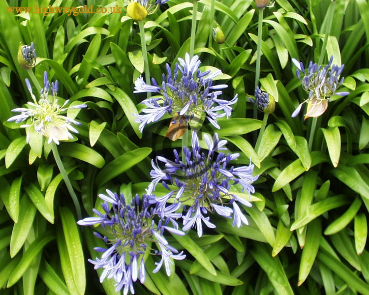 Agapanthus praecox spp praecox