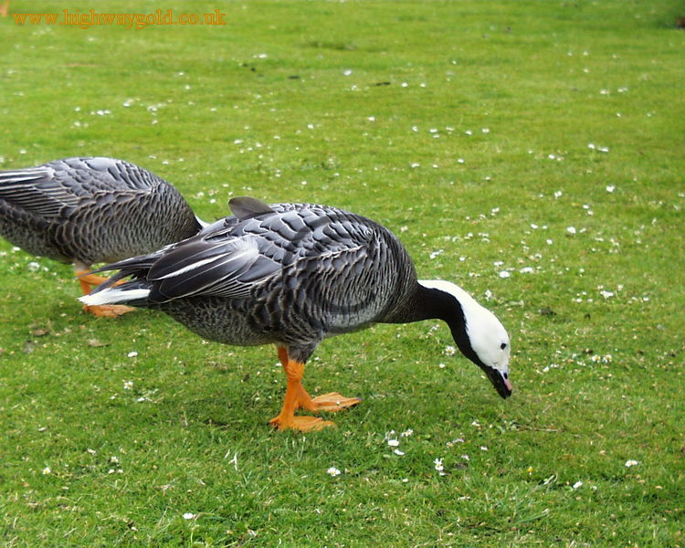 Emperor Goose