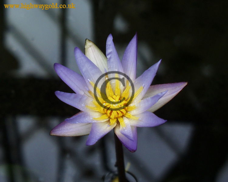 Nymphaea micrantha