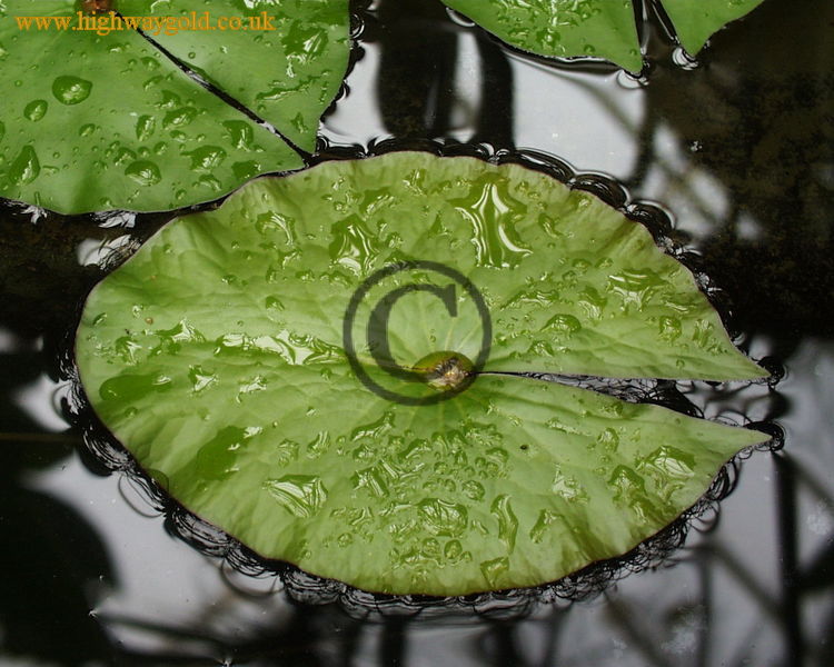Nymphaea micrantha