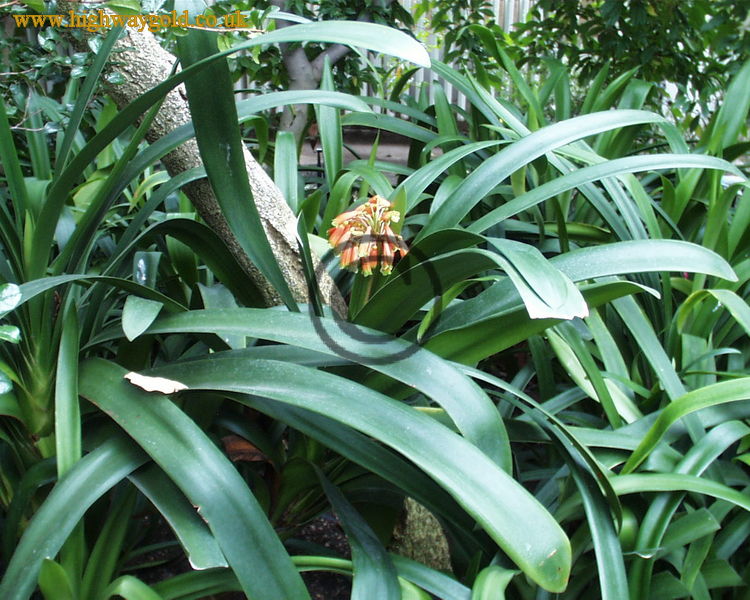 Clivia nobilis
