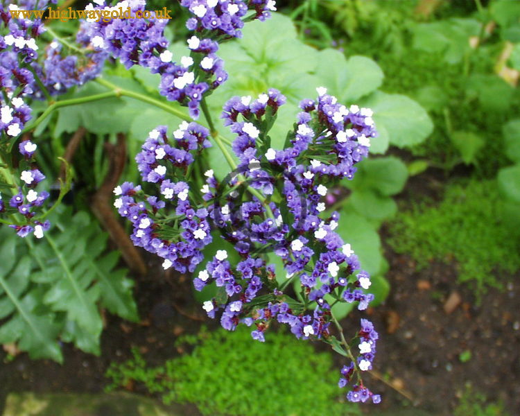 Limonium spectabile