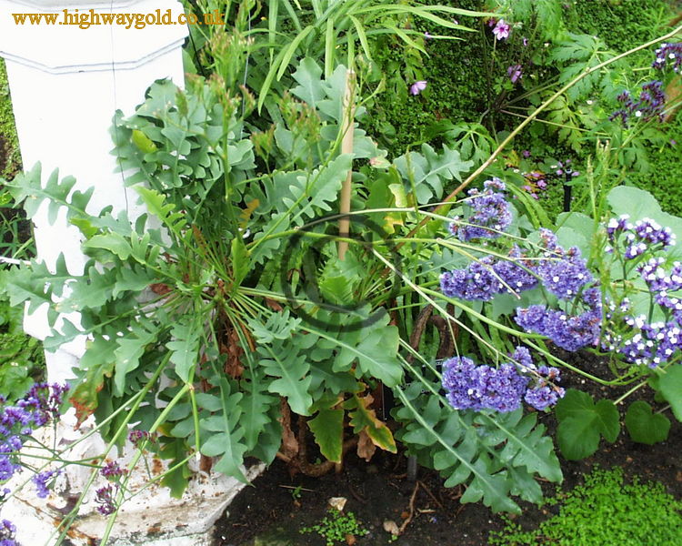 Limonium spectabile
