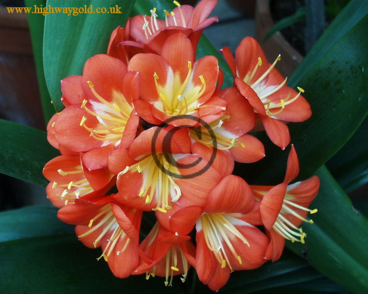 Clivia miniata var. Citrina