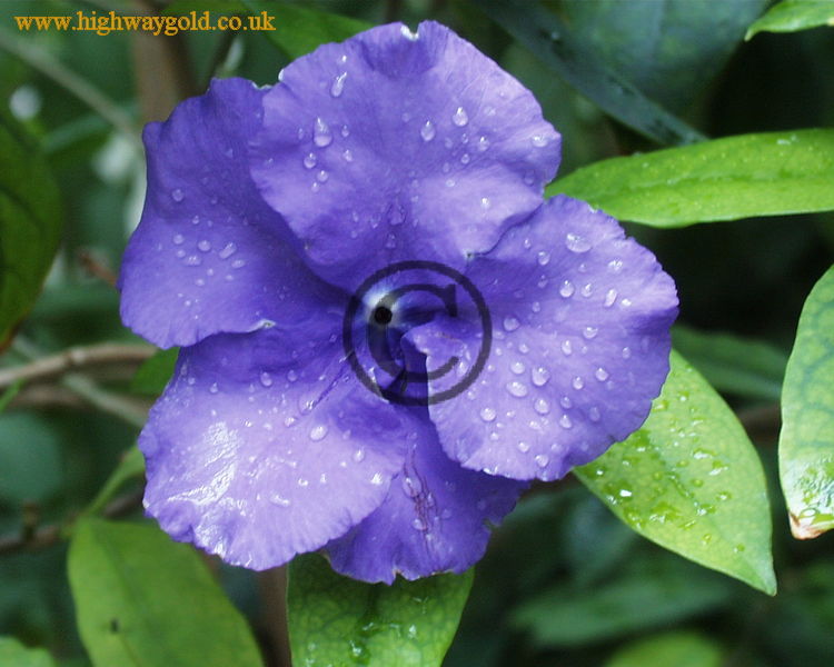 Brunfelsia pauciflora 'Macrantha'