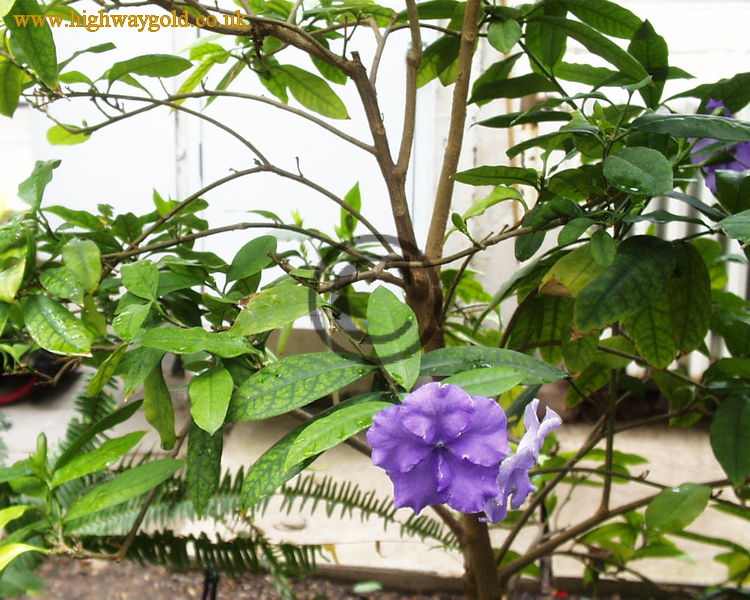 Brunfelsia pauciflora 'Macrantha'