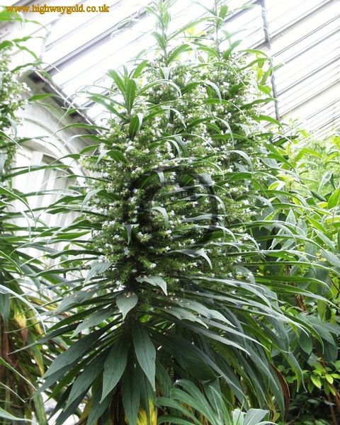 Echium pininana