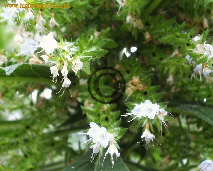 Echium pininana