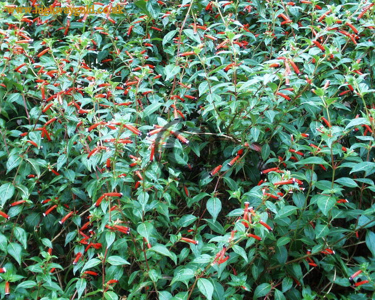 Cuphea ignea