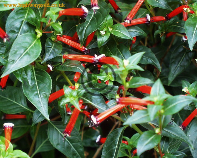 Cuphea ignea