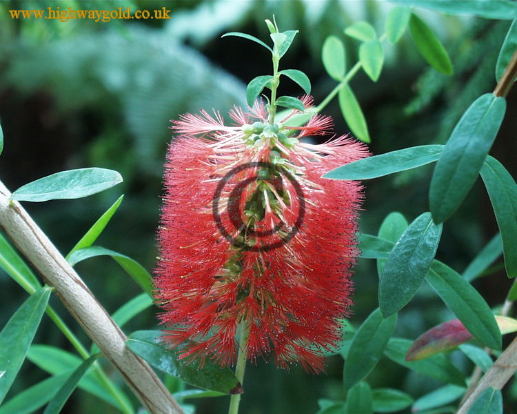 Melaleuca hypericifolia
