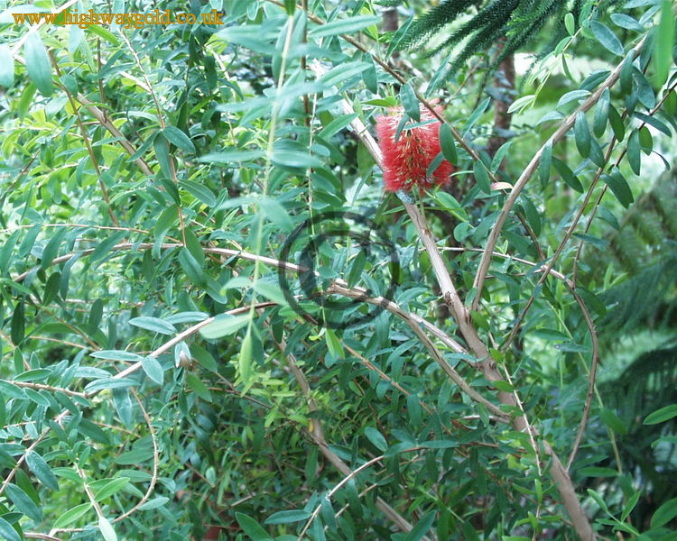 Melaleuca hypericifolia